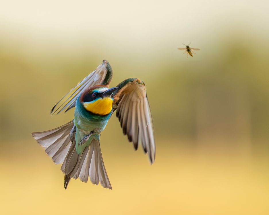 European Bee-eater in Flight Hunting Insect · Free Stock Photo