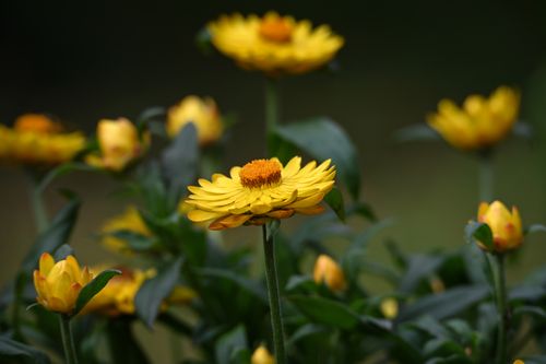 Free A vivid close-up of yellow flowers capturing their natural beauty and intricate details. Stock Photo