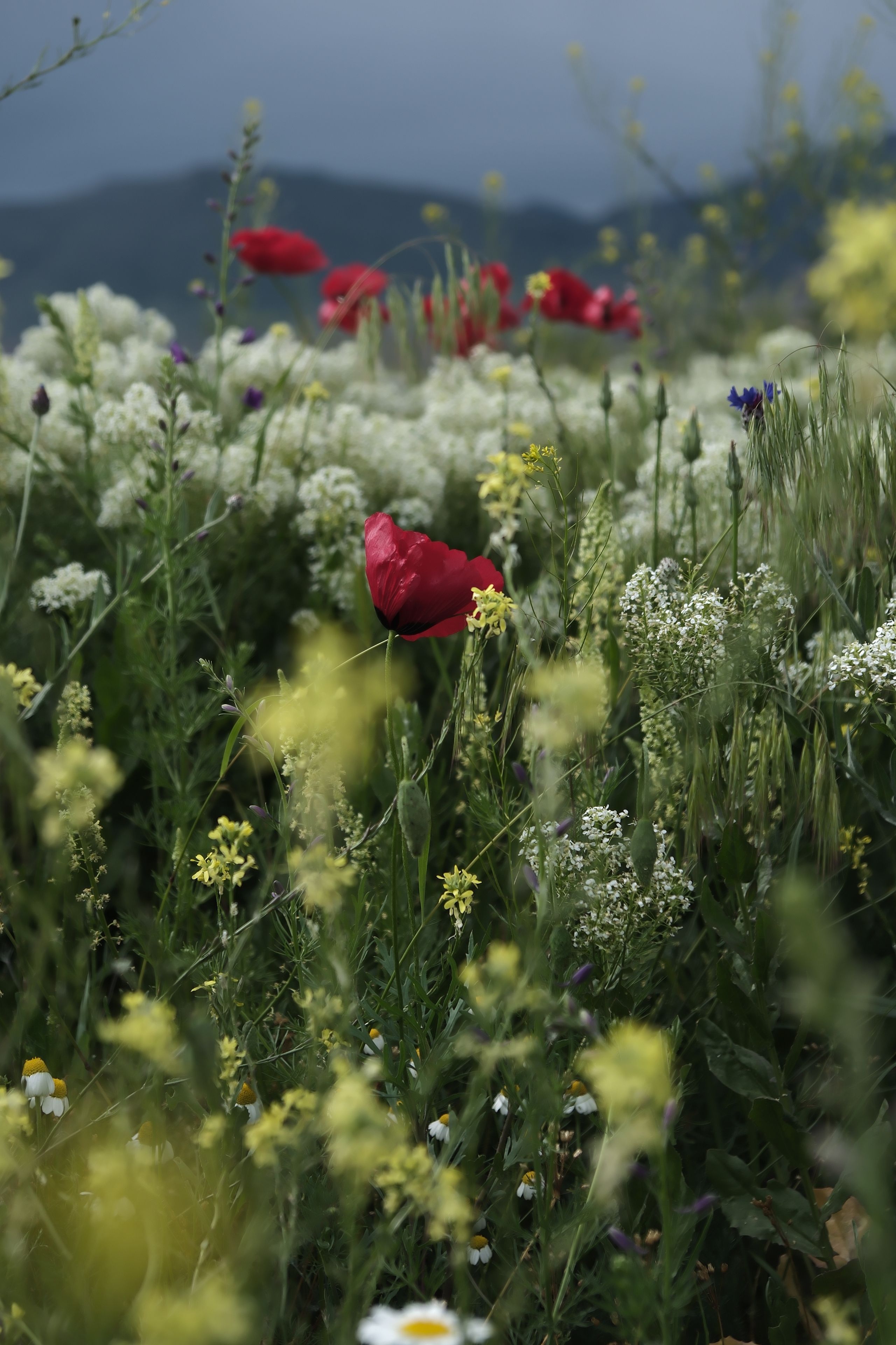 [ColoSach]-colorful-wildflowers-flourish-in-a-tranquil-mountain-meadow-under-a-cloudy-sky.