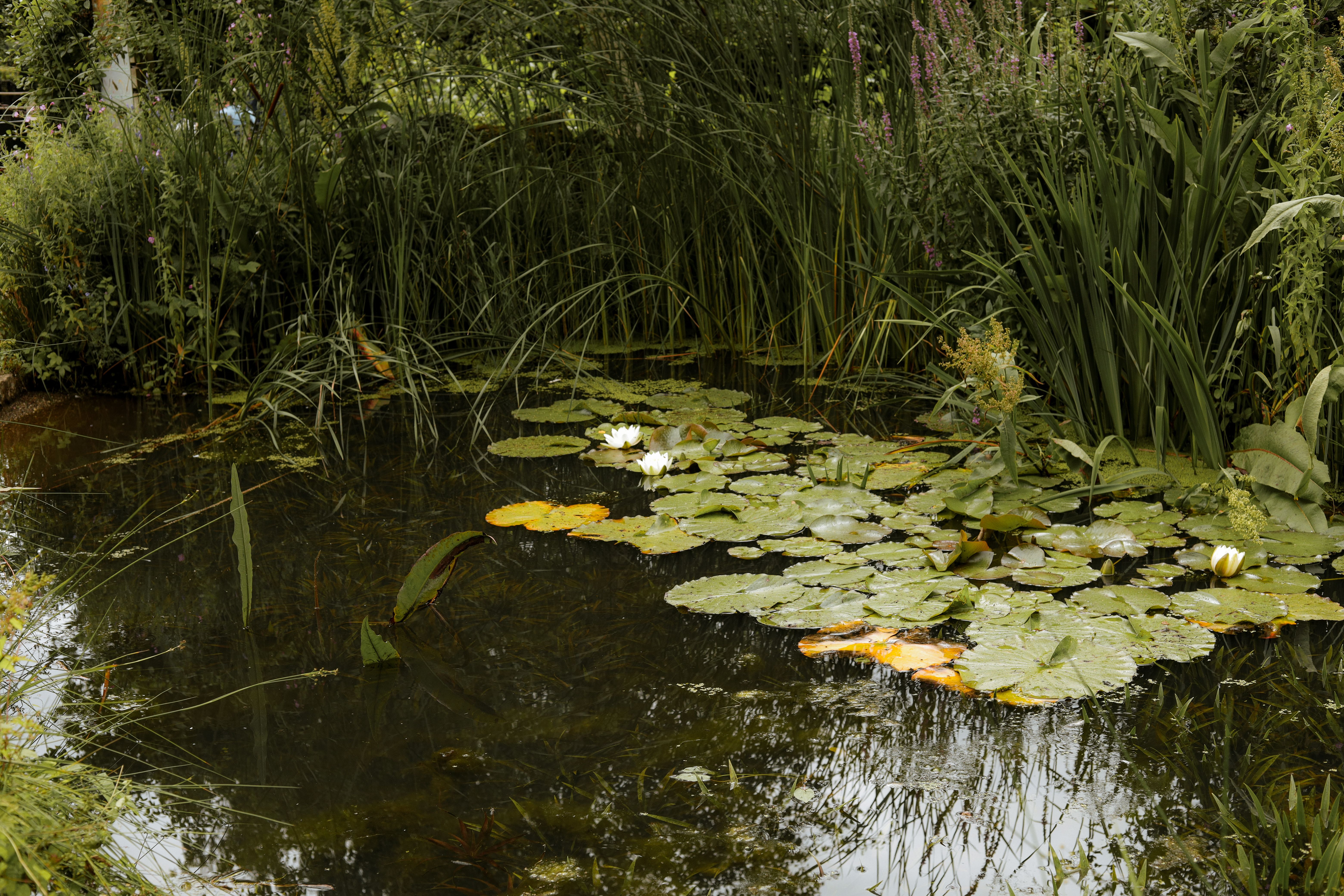 Tranquil pond in North Anston, England, adorned with lush greenery and blooming water lilies.