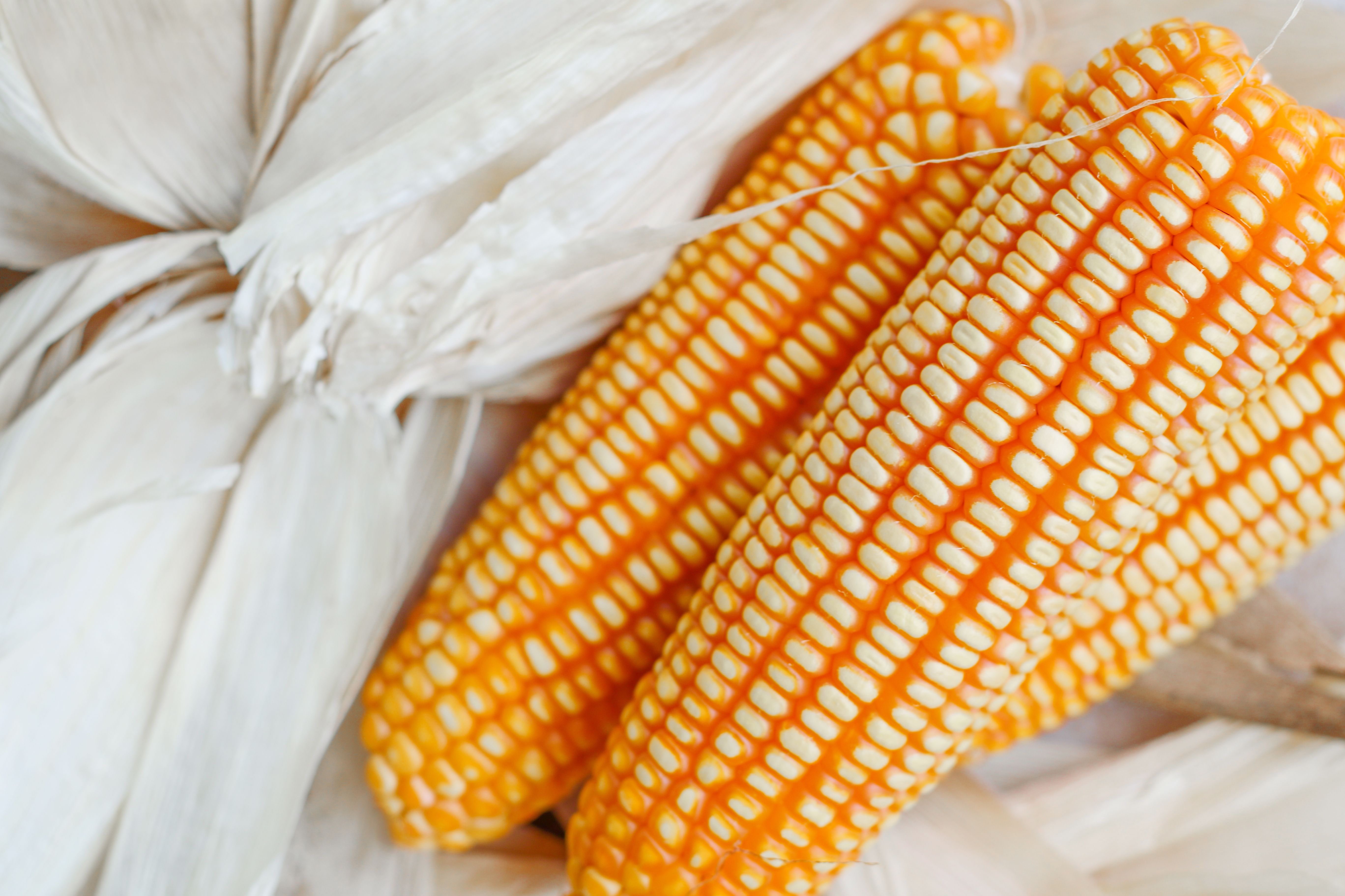 Fiber and Specialty Carbohydrate Market to Reach USD 26.1 Billion by 2035 as Functional Foods, Preventive Nutrition, and Plan