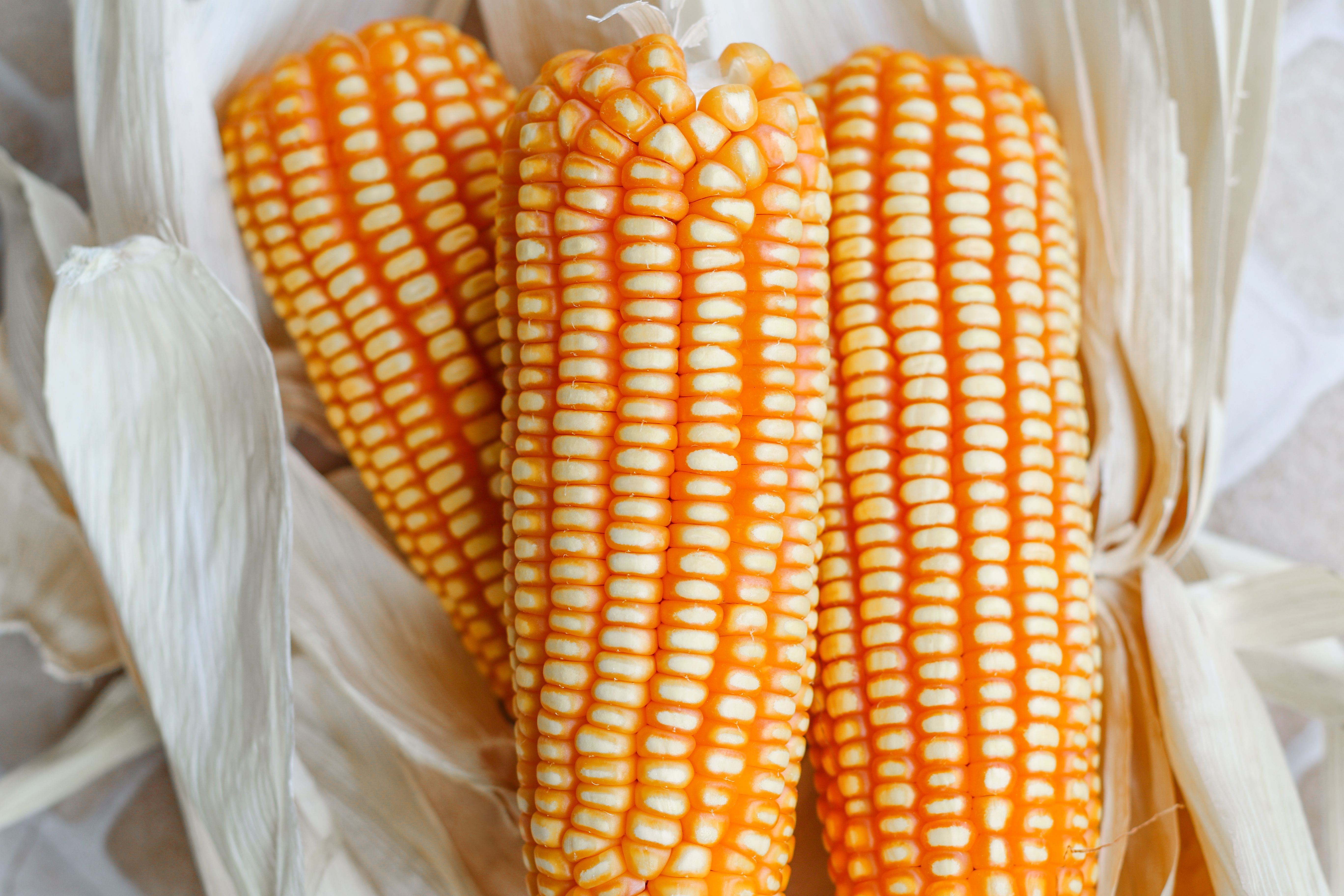 corn photograph for this story