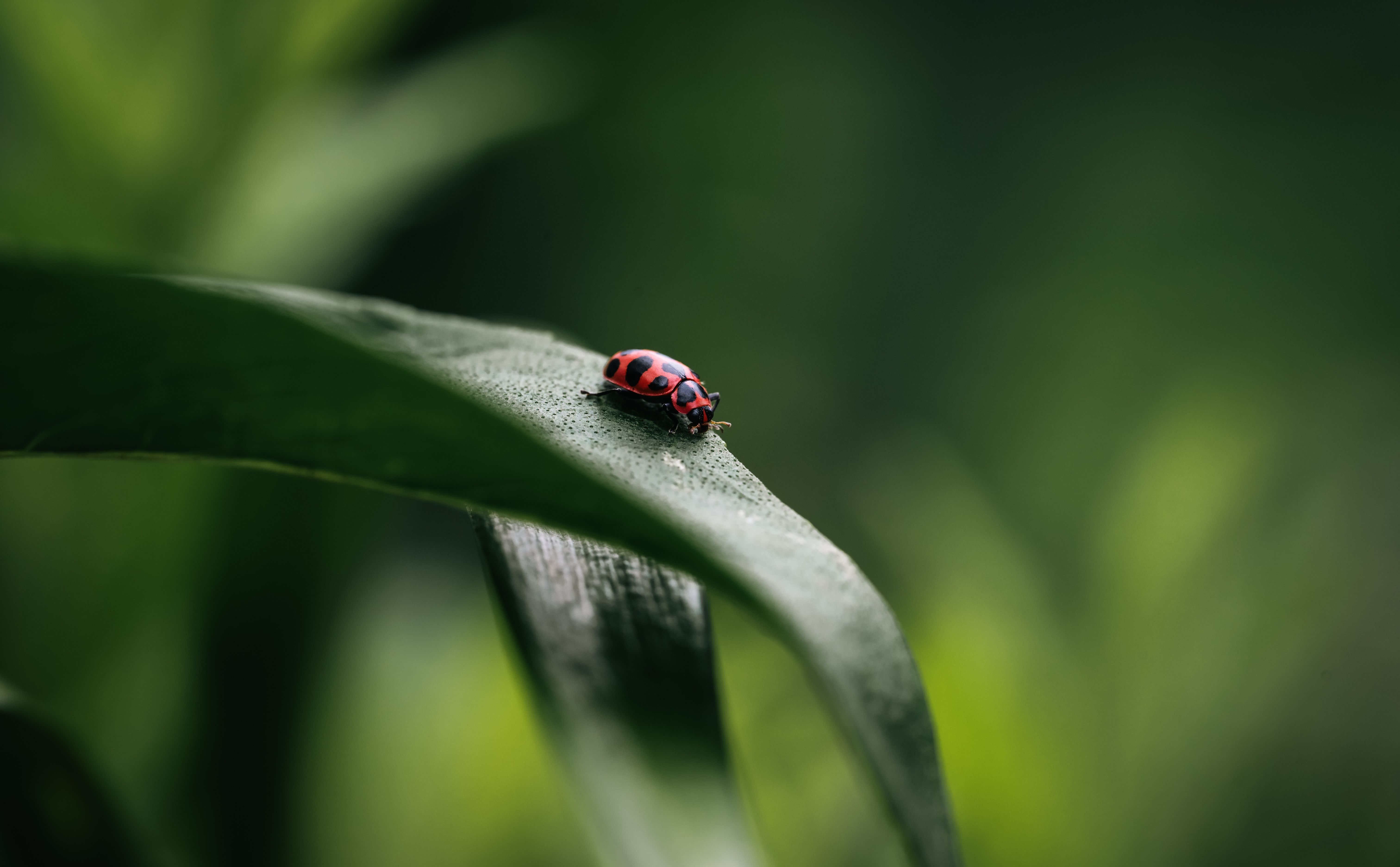 Gratuit Gros plan d'une coccinelle perchée sur une feuille au milieu d'un feuillage vert luxuriant. Photos