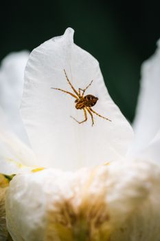 Macro shot of a spider on a white flower petal, showcasing intricate details and natural beauty.