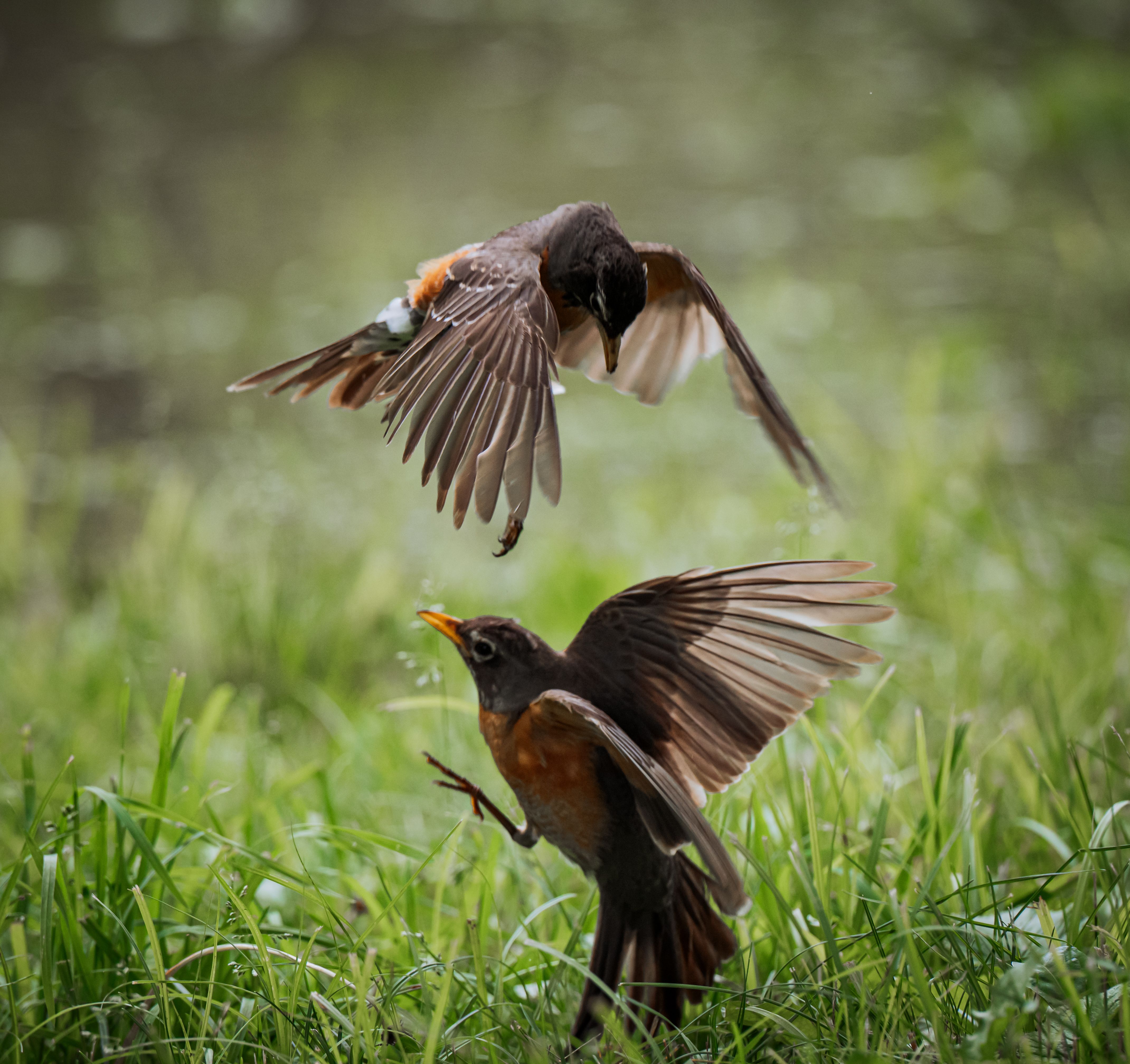 Two American Robins Engaged in a Dynamic Flight Display · Free Stock Photo