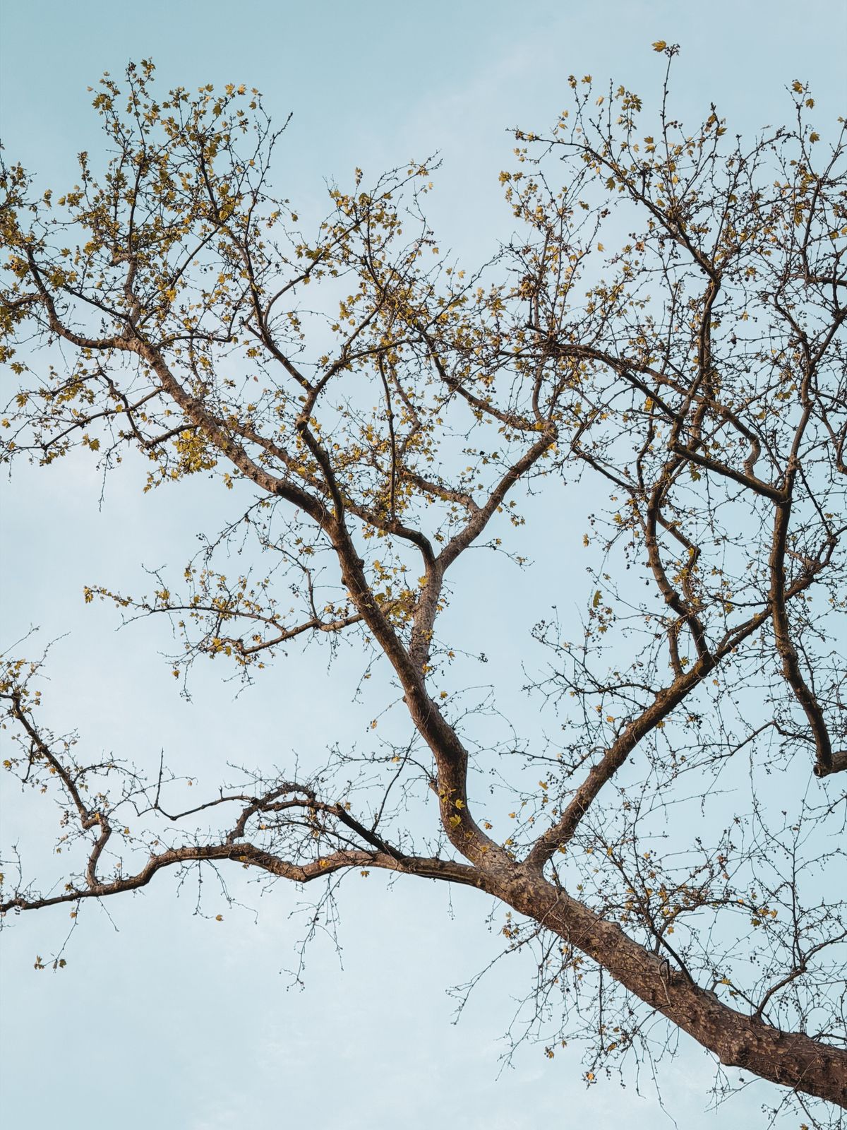 Leafless Tree Against Clear Blue Sky in Thailand · Free Stock Photo