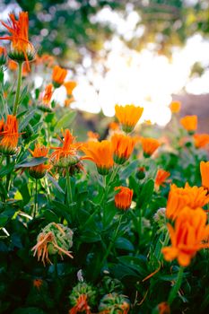A field of bright orange marigold flowers basking in the warm morning sunlight.