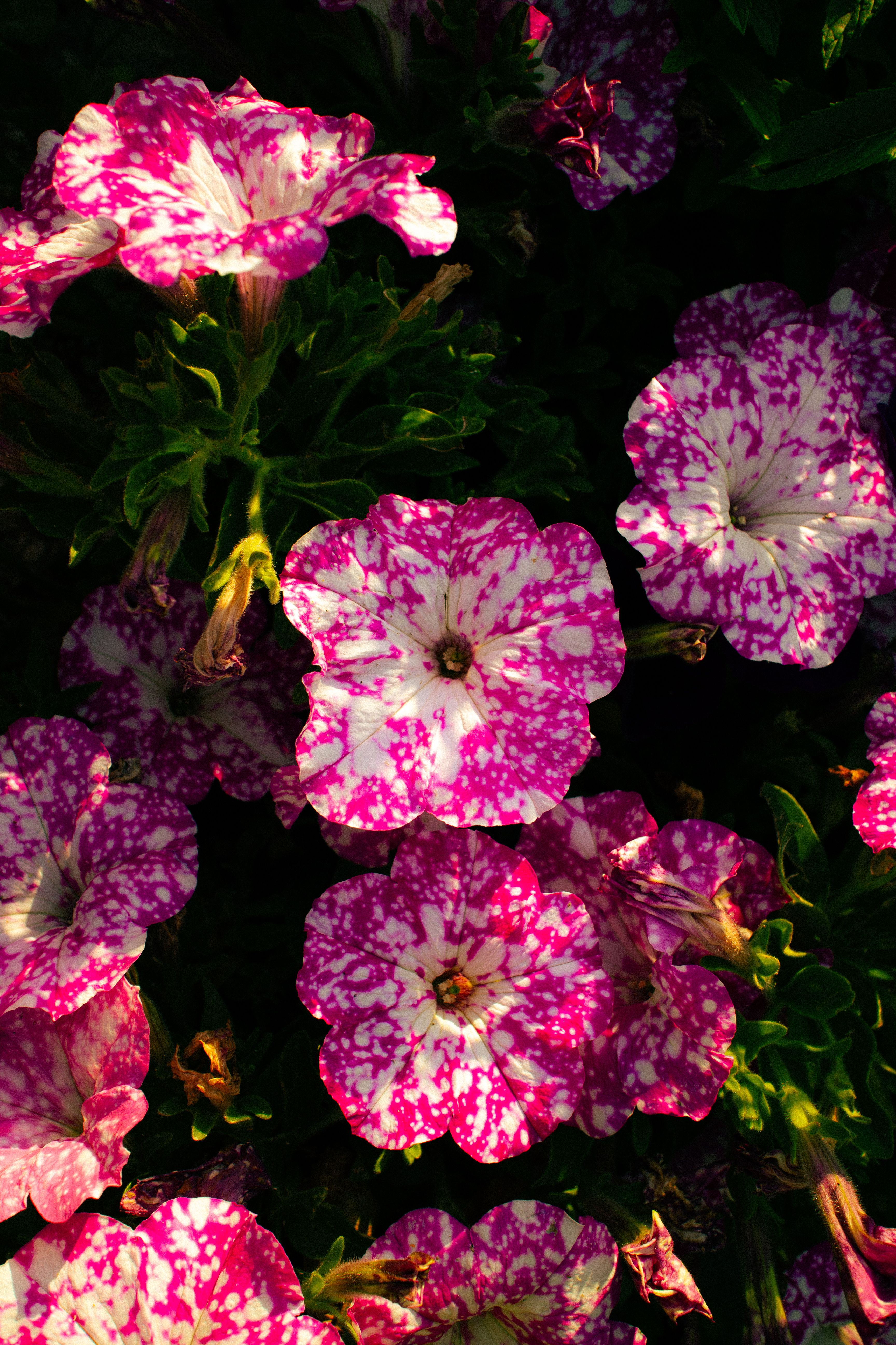 [ColoSach]-colorful-cluster-of-pink-and-white-petunias-in-full-bloom-during-sunny-day.