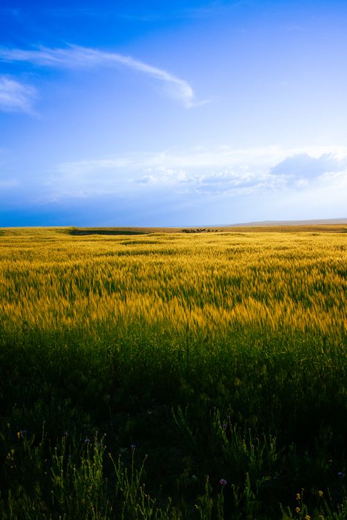 Free Vibrant wheat field under a bright blue sky, conveying a sense of vastness and serenity. Stock Photo