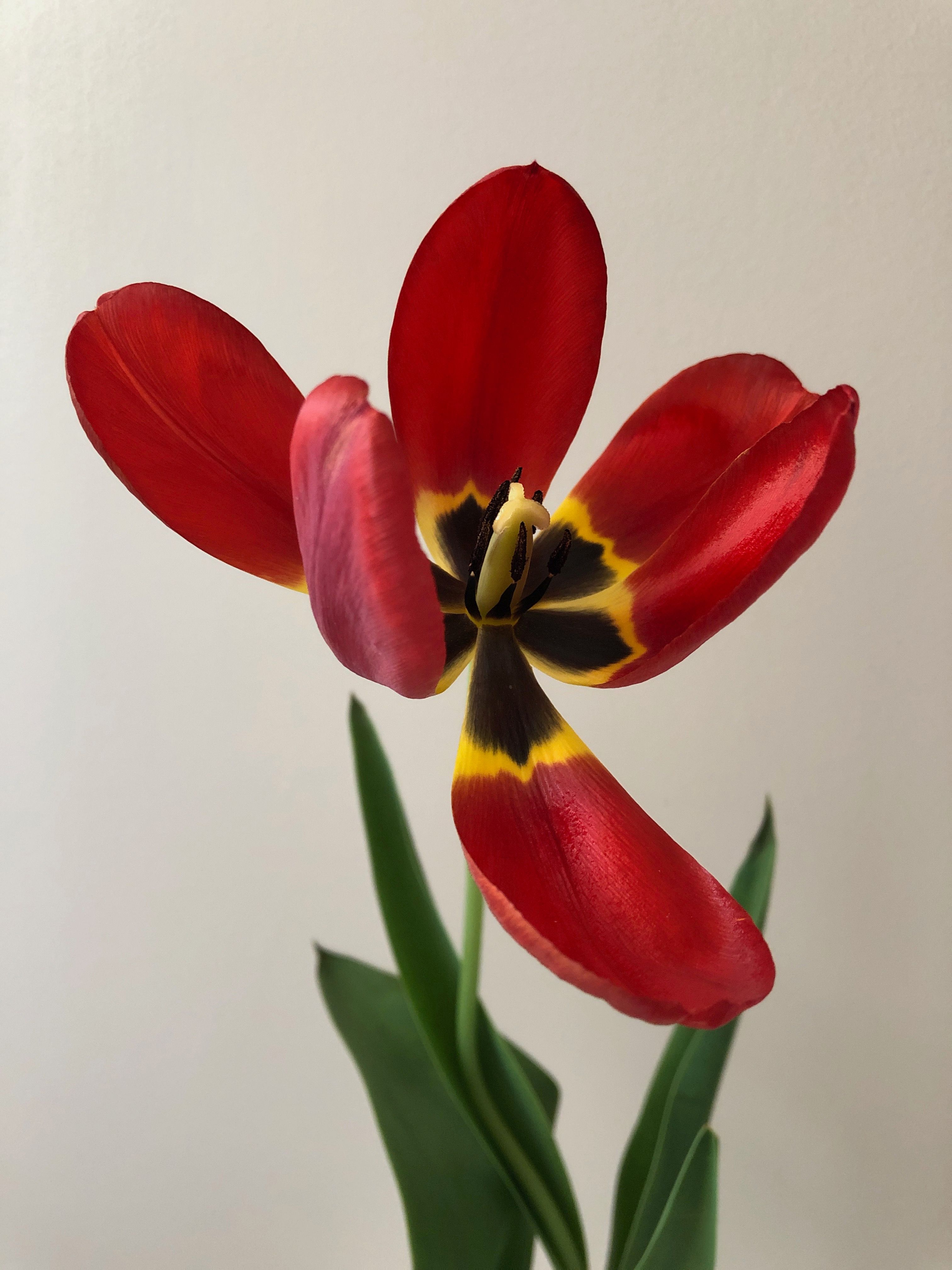 Close-up of a vibrant red tulip with green leaves, showcasing spring's beauty.