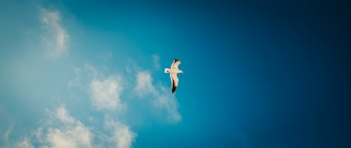 Белая птица летит под голубым небом