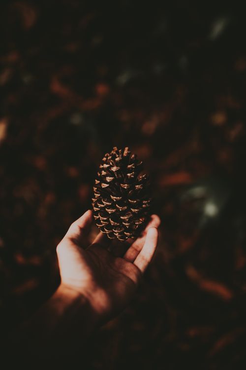 Free Moody autumn scene of a hand holding a pine cone in a forest ambiance. Perfect for nature themes. Stock Photo