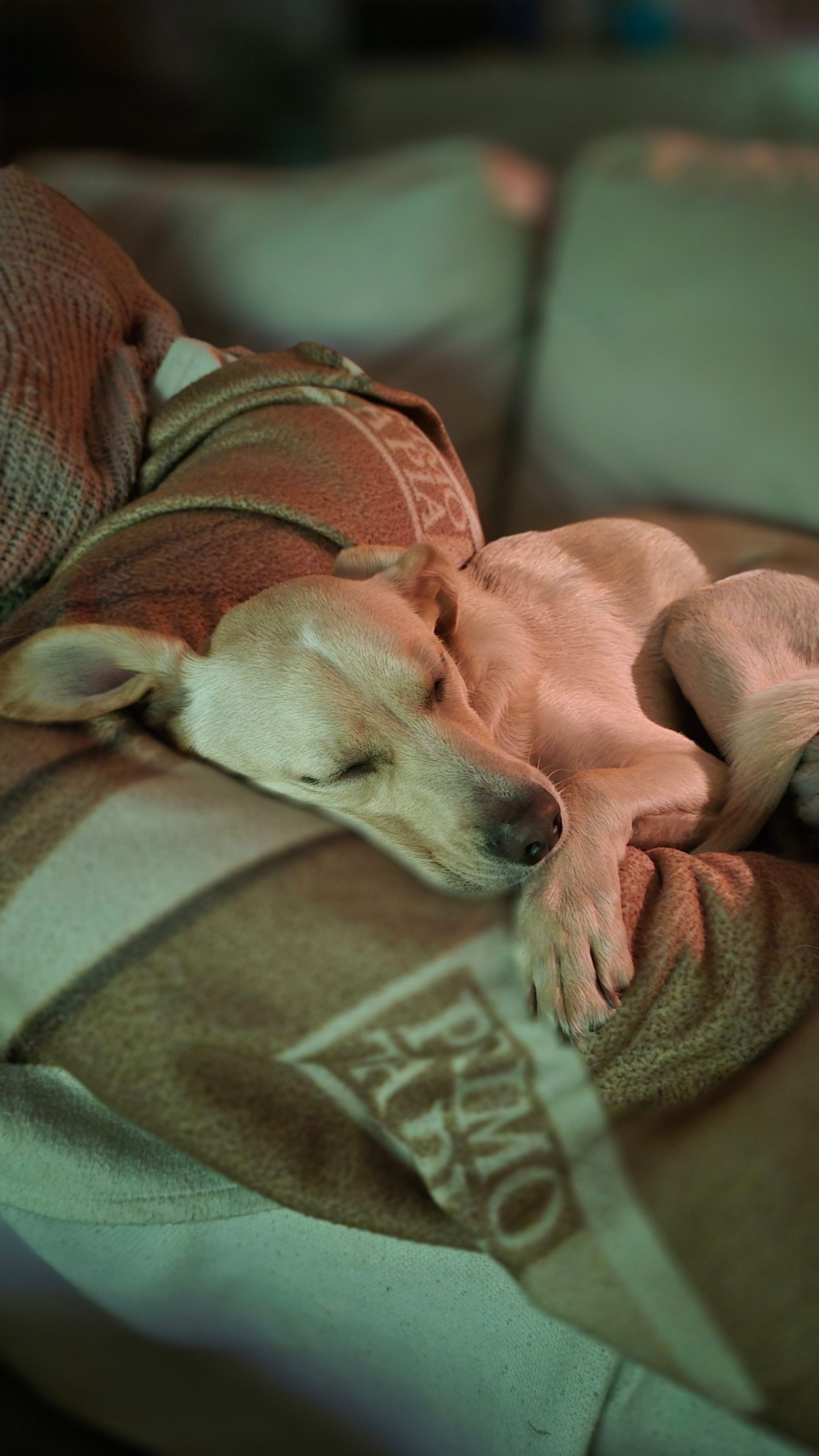 Dog sleeping peacefully on a couch at home