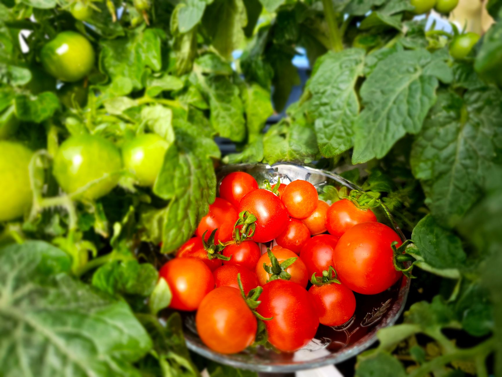 Can Dogs Eat Tomatoes? The Toxic Green vs. Safe Red Rule Explained