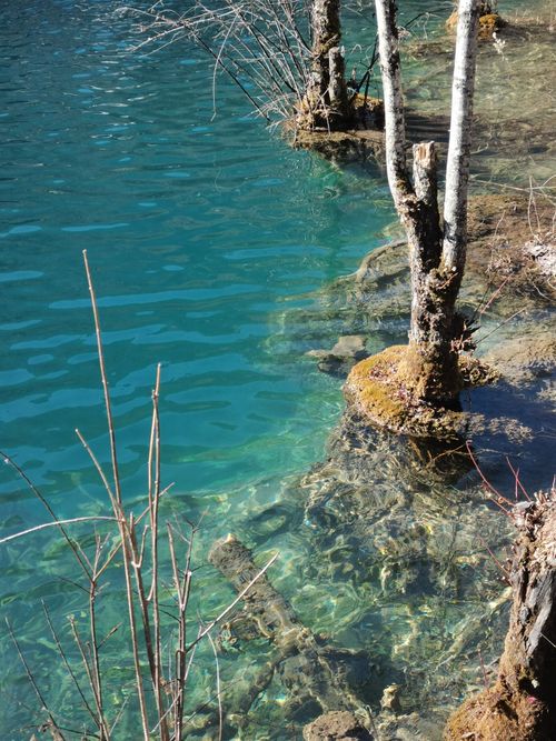 Free Serene view of a lake with crystal-clear waters and mossy trees. Tranquility in nature. Stock Photo