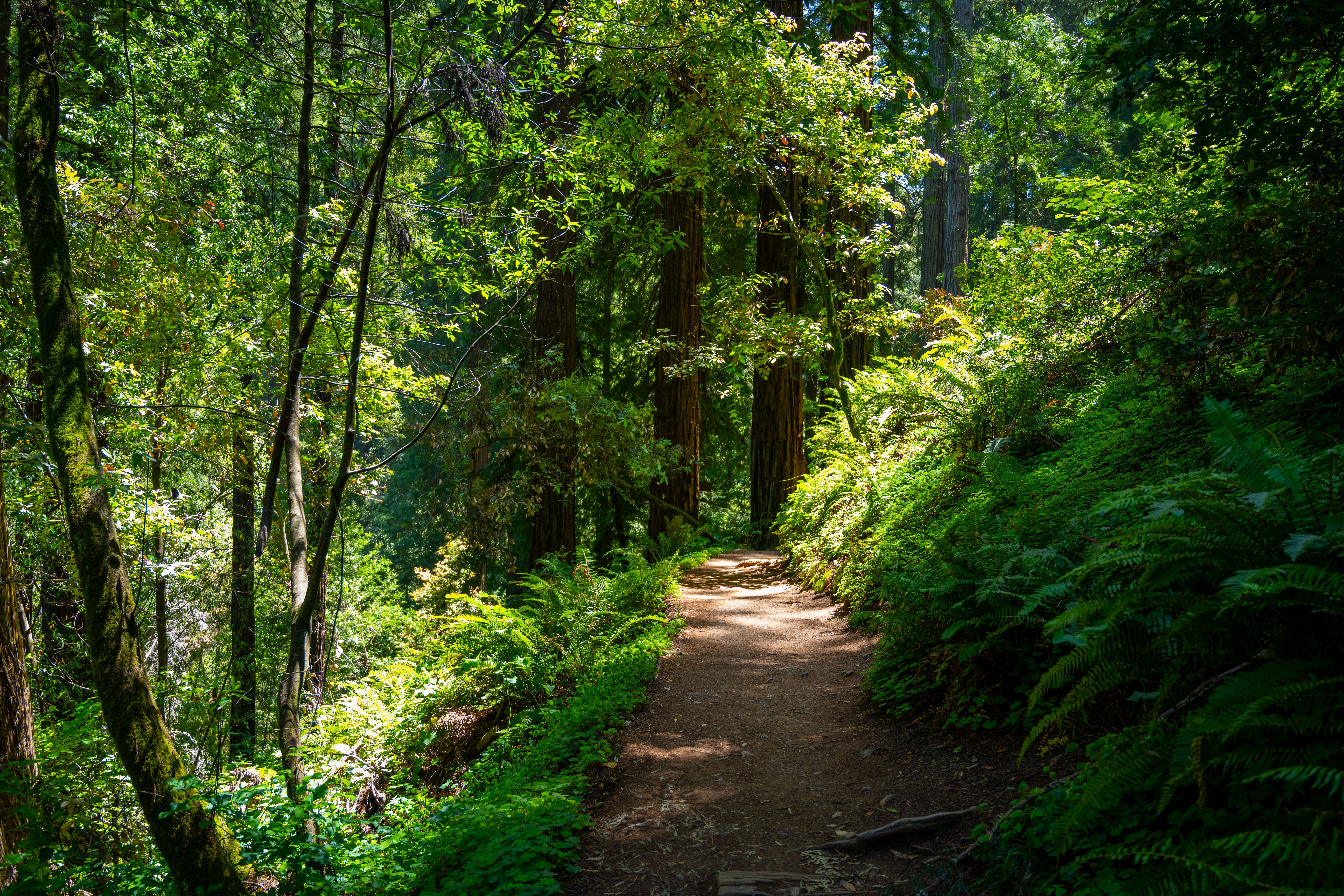 Dipsea Trail, Mill Valley to Stinson Beach