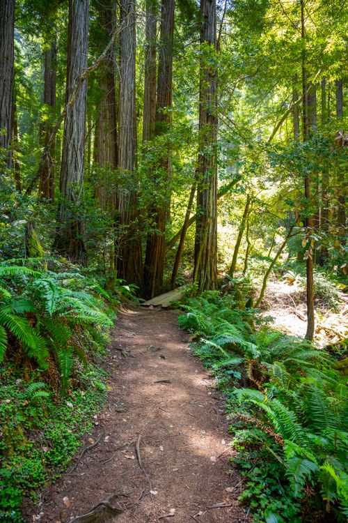 Free Explore a tranquil path through majestic redwoods in Mill Valley, California. Stock Photo