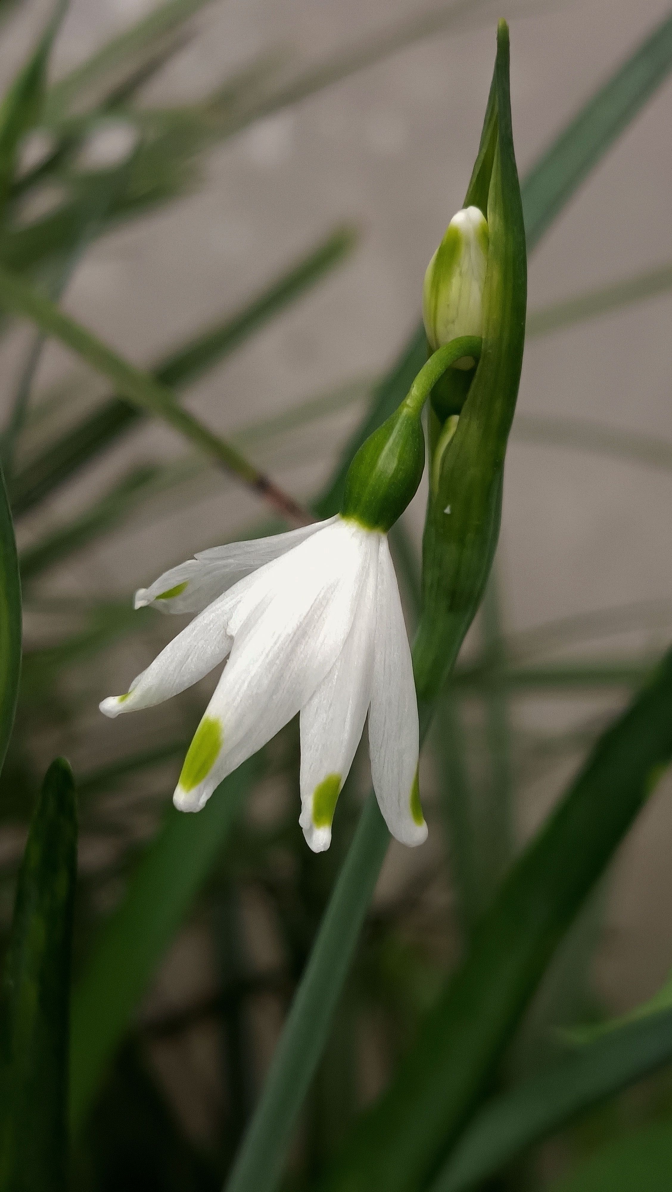 Beautiful snowbell flower, white petals with green tips, in full bloom during springtime.