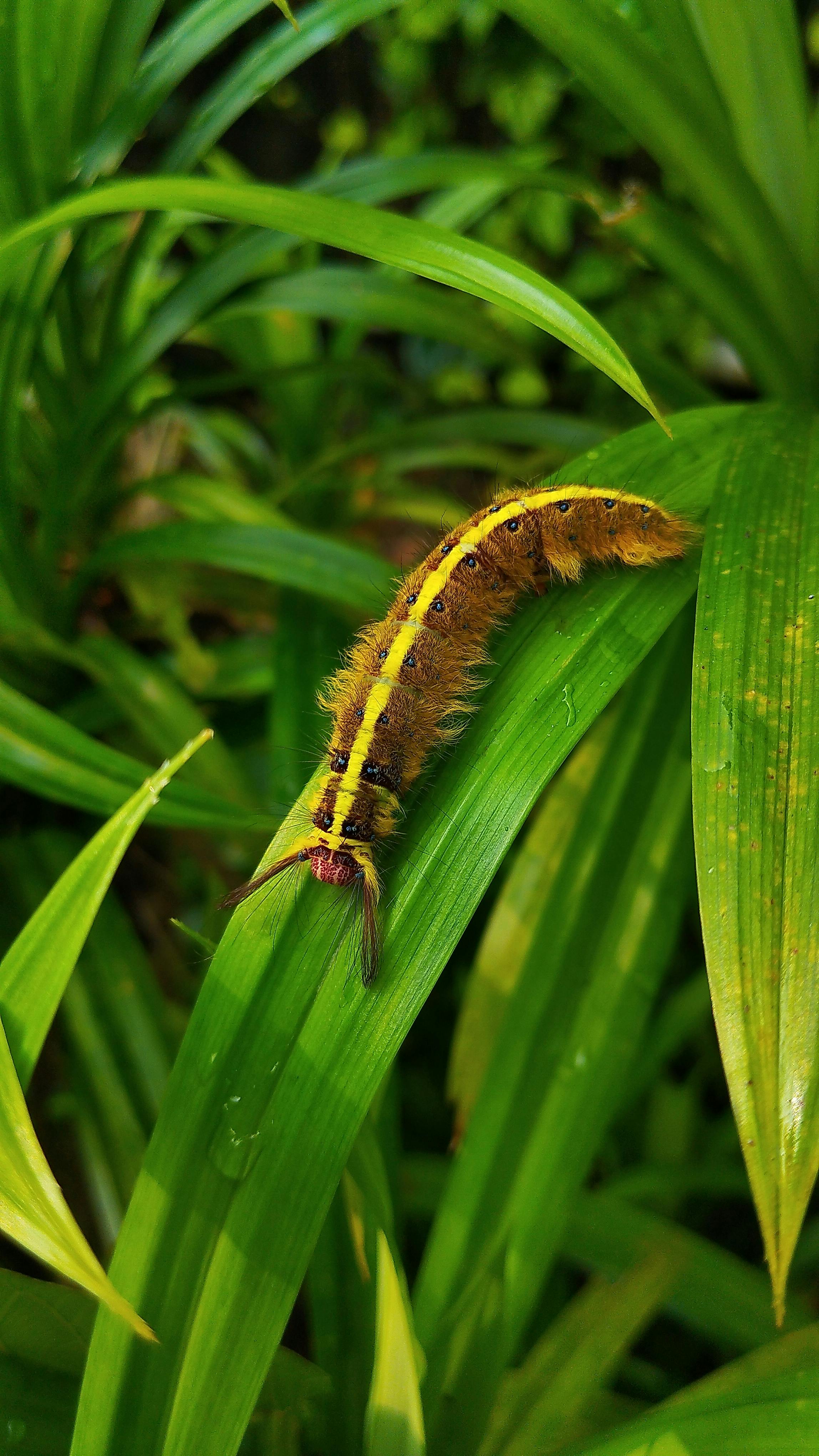 Close-up of a colorful caterpillar resting on a green leaf in West Java, Indonesia.