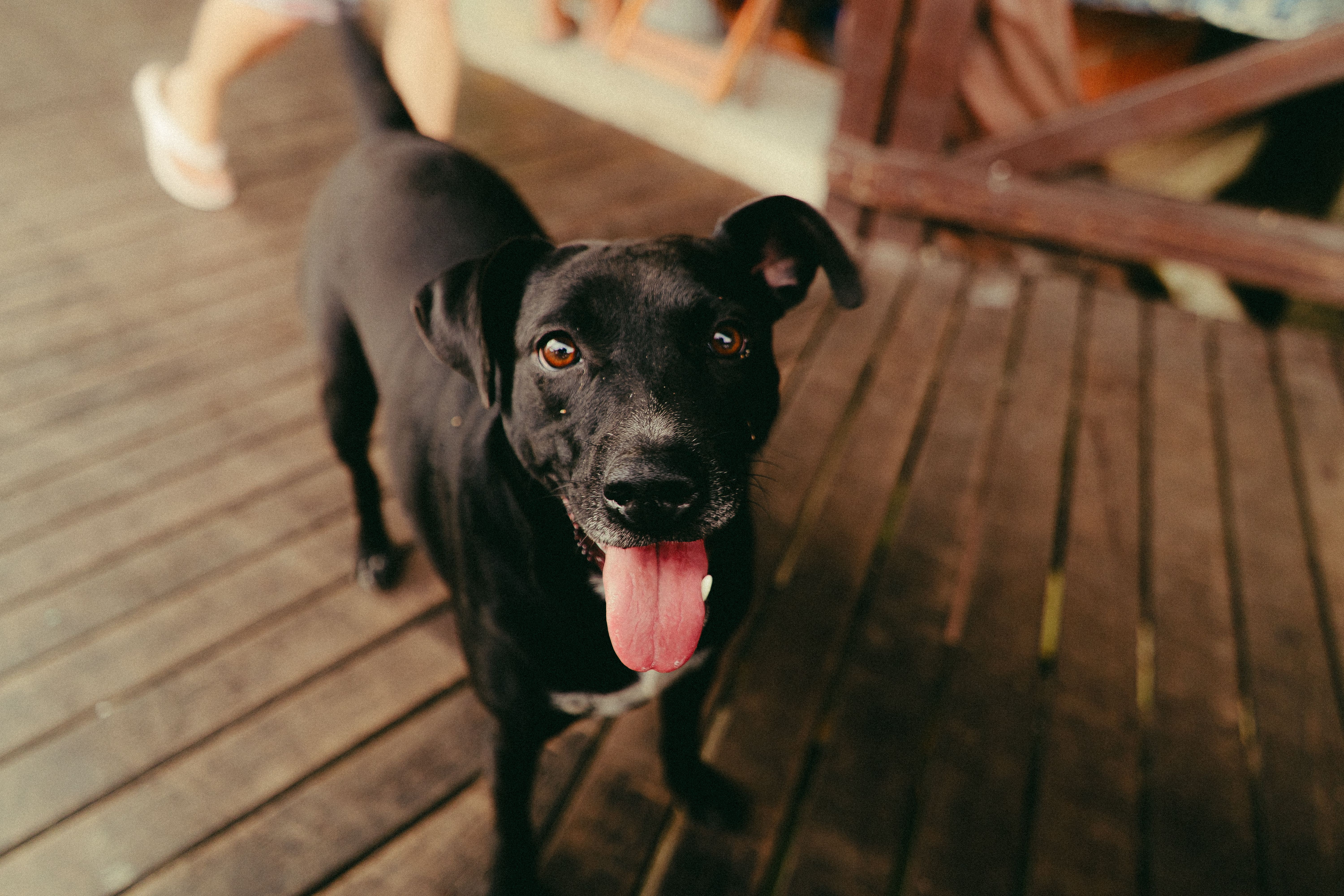 Healthcare and wellness consultation for a dog
