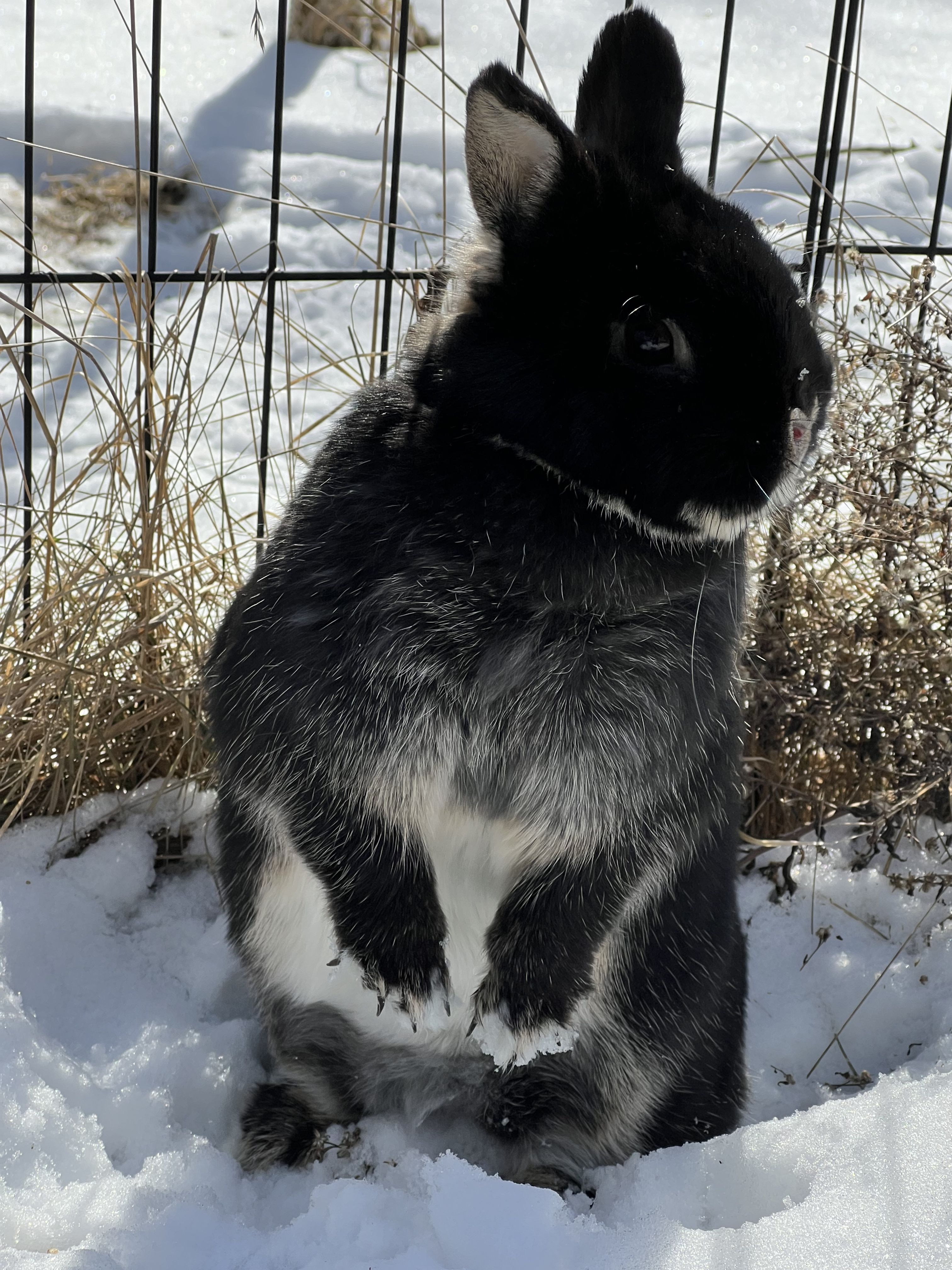 Fireworks and Small Pets Don't Mix: A New Year's Eve Survival Plan for Rabbits, Guinea Pigs & Hamsters