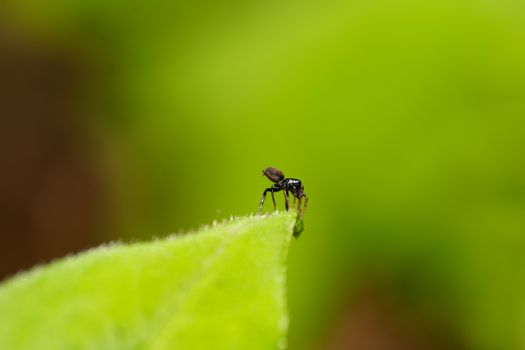 Close-up photo capturing a small spider perched delicately on the edge of a vibrant green leaf.
