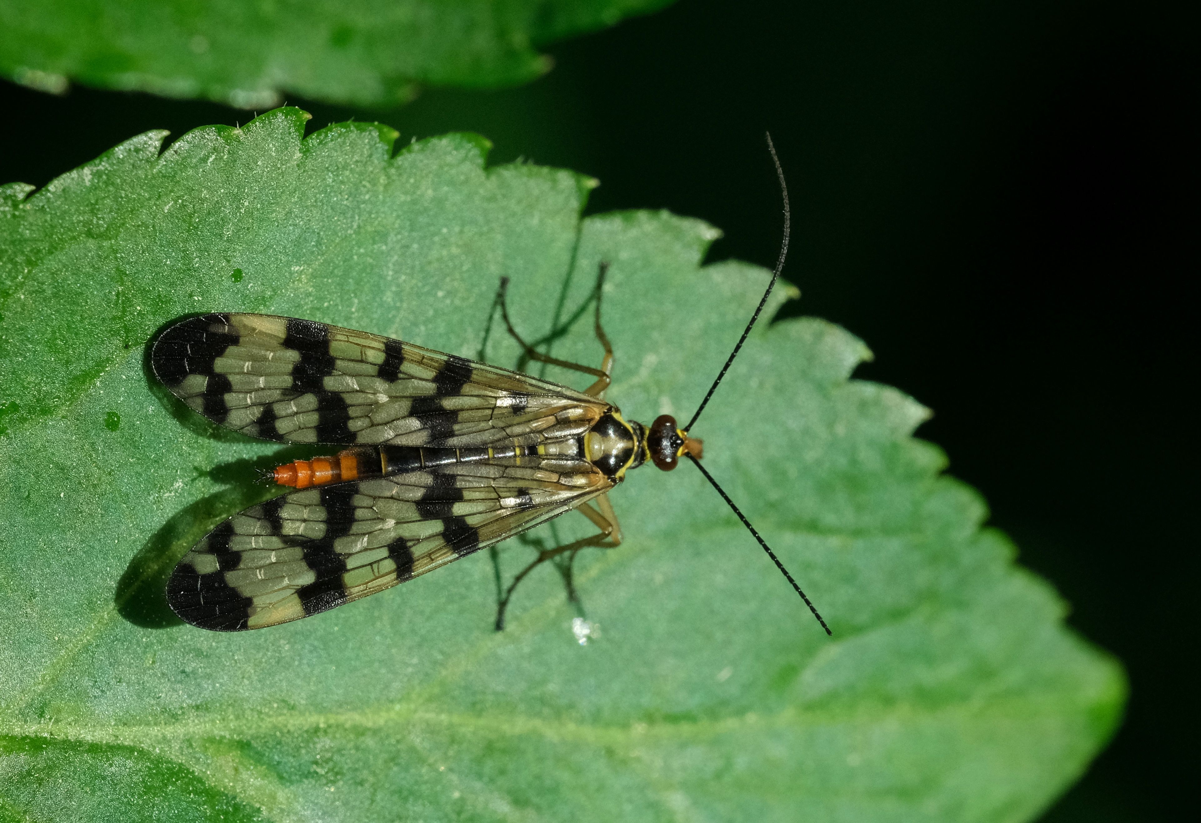 De franc Imatge detallada d'una mosca escorpí descansant sobre una fulla verda, mostrant les seves marques distintives. Foto d'estoc