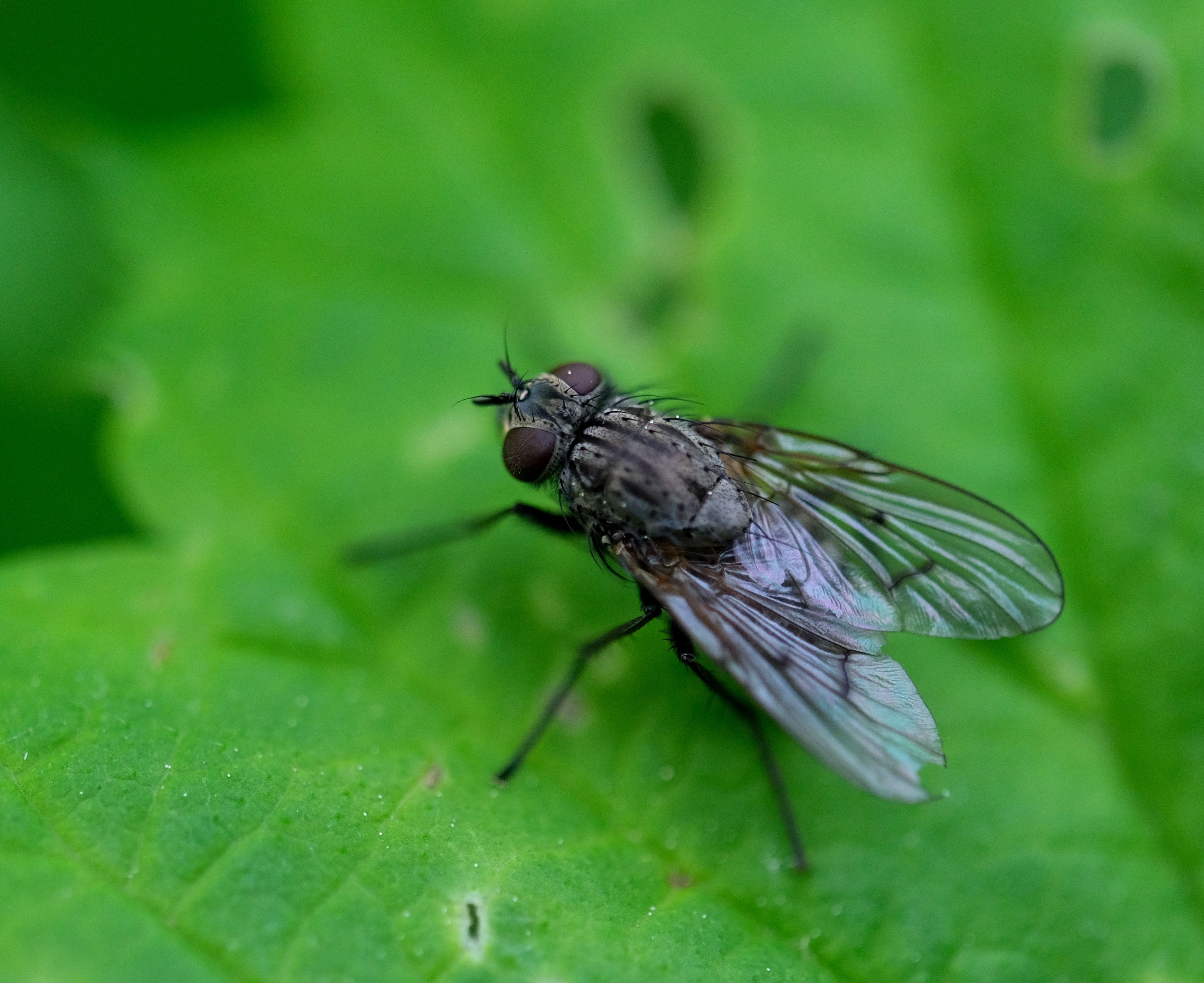 Macro shot of a housefly (Musca domestica) resting on a fresh green leaf in natural surroundings.