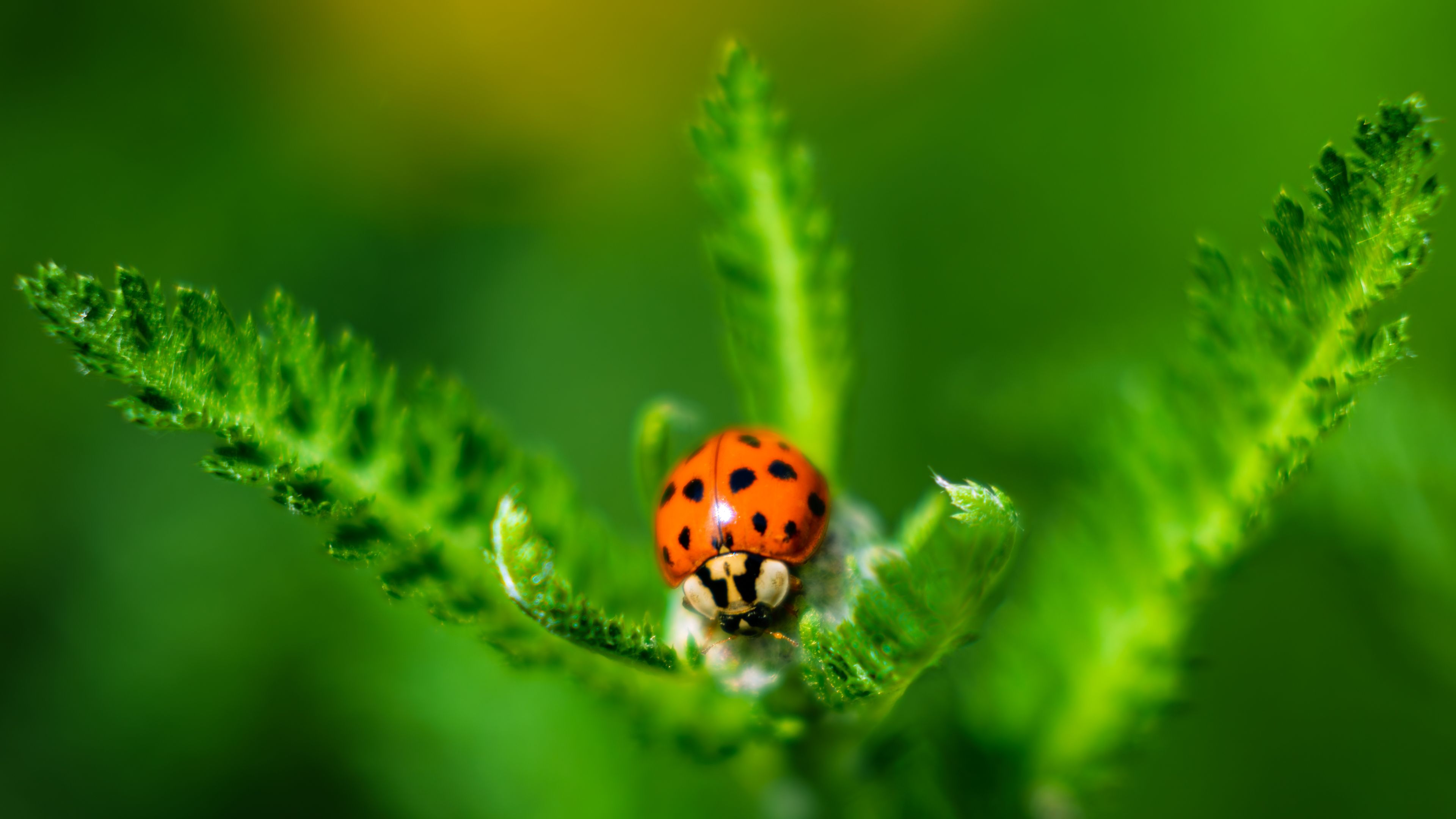Gratuit Gros plan d'une coccinelle aux couleurs éclatantes sur un feuillage vert luxuriant, mettant en valeur les délicates subtilités de la nature. Photos