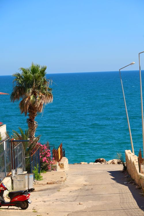 Free Palm-lined pathway leading to a vibrant blue sea under a clear sky. Stock Photo