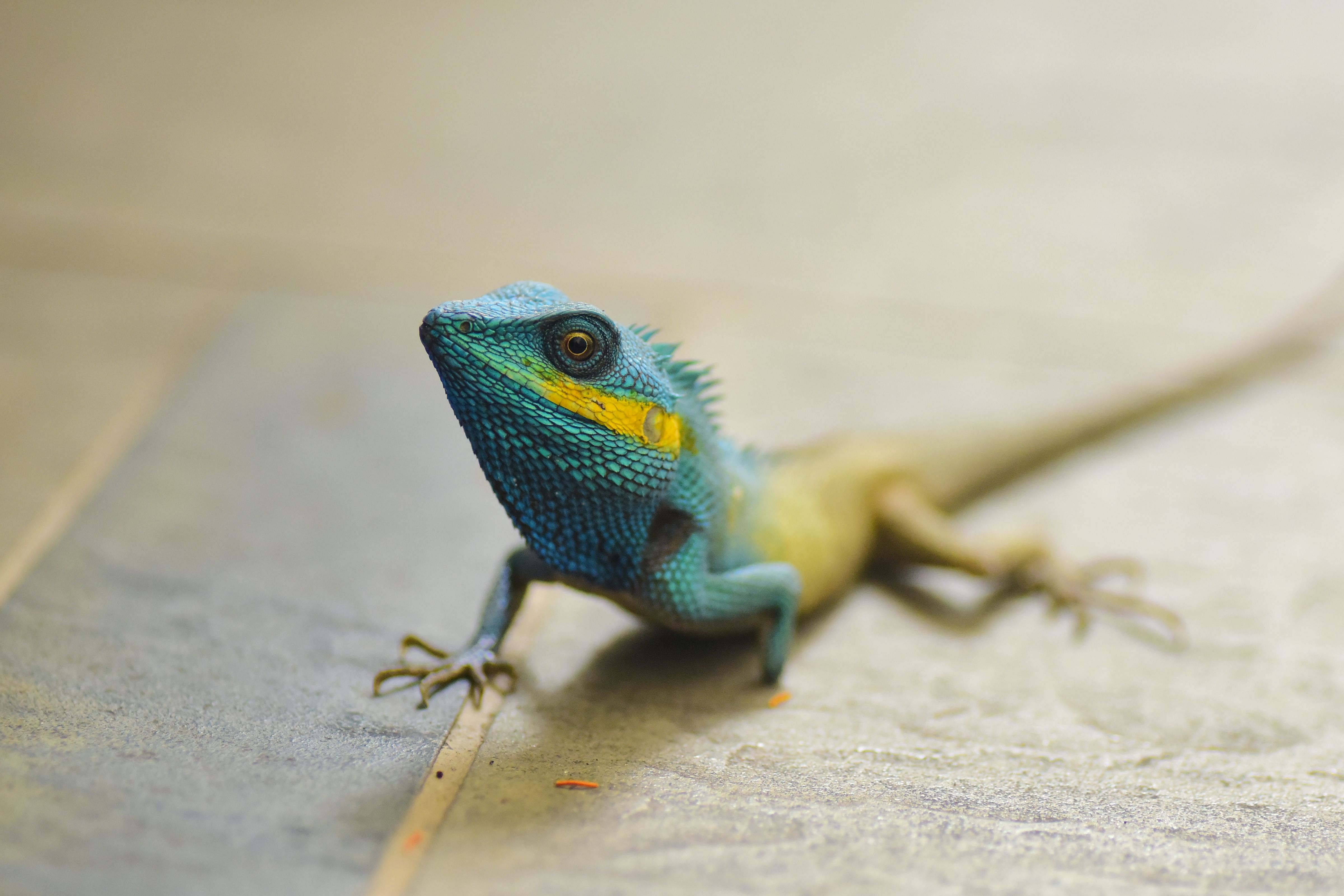 Meet the Emerald Dragon Lizard That Turns Black When Scared