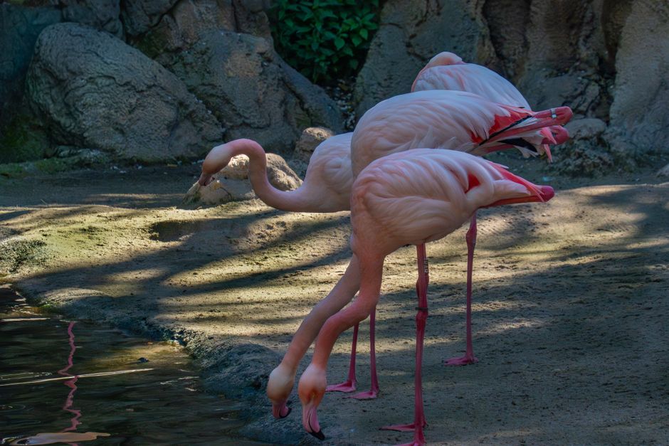 Pink flamingos marching in a parade at Ardastra Gardens, Zoo and Conservation Centre in Nassau, Bahamas