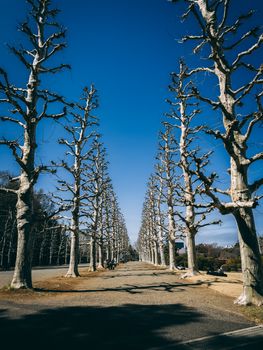 Bare trees line a path in Shinjuku Gyoen National Garden, Tokyo, Japan.