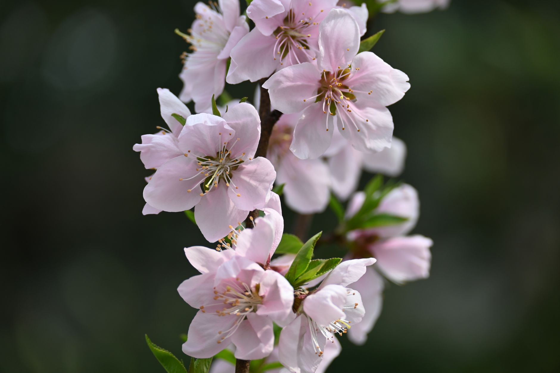 Close-up of pink cherry blossoms captured in spring, showcasing delicate beauty. — free online jigsaw puzzle on JigsawPuzzlesFreeOnline.org