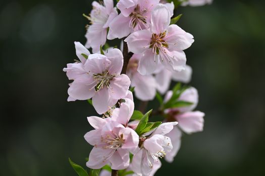 Close-up of pink cherry blossoms captured in spring, showcasing delicate beauty.