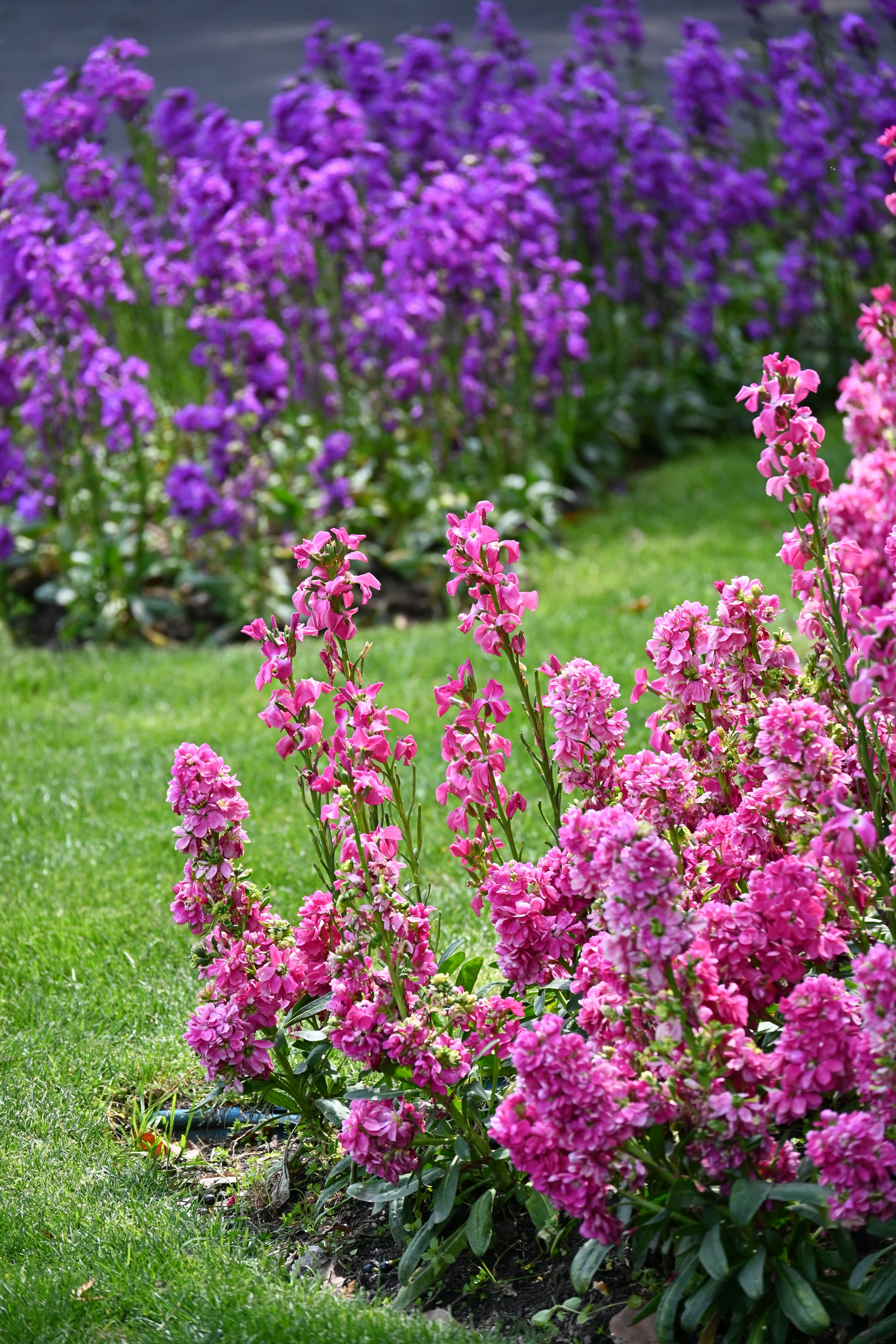 [ColoSach]-beautiful-garden-with-vibrant-pink-and-purple-flowers-in-full-bloom-during-the-day.