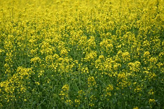 A lush field filled with blooming yellow mustard flowers, capturing the essence of spring.