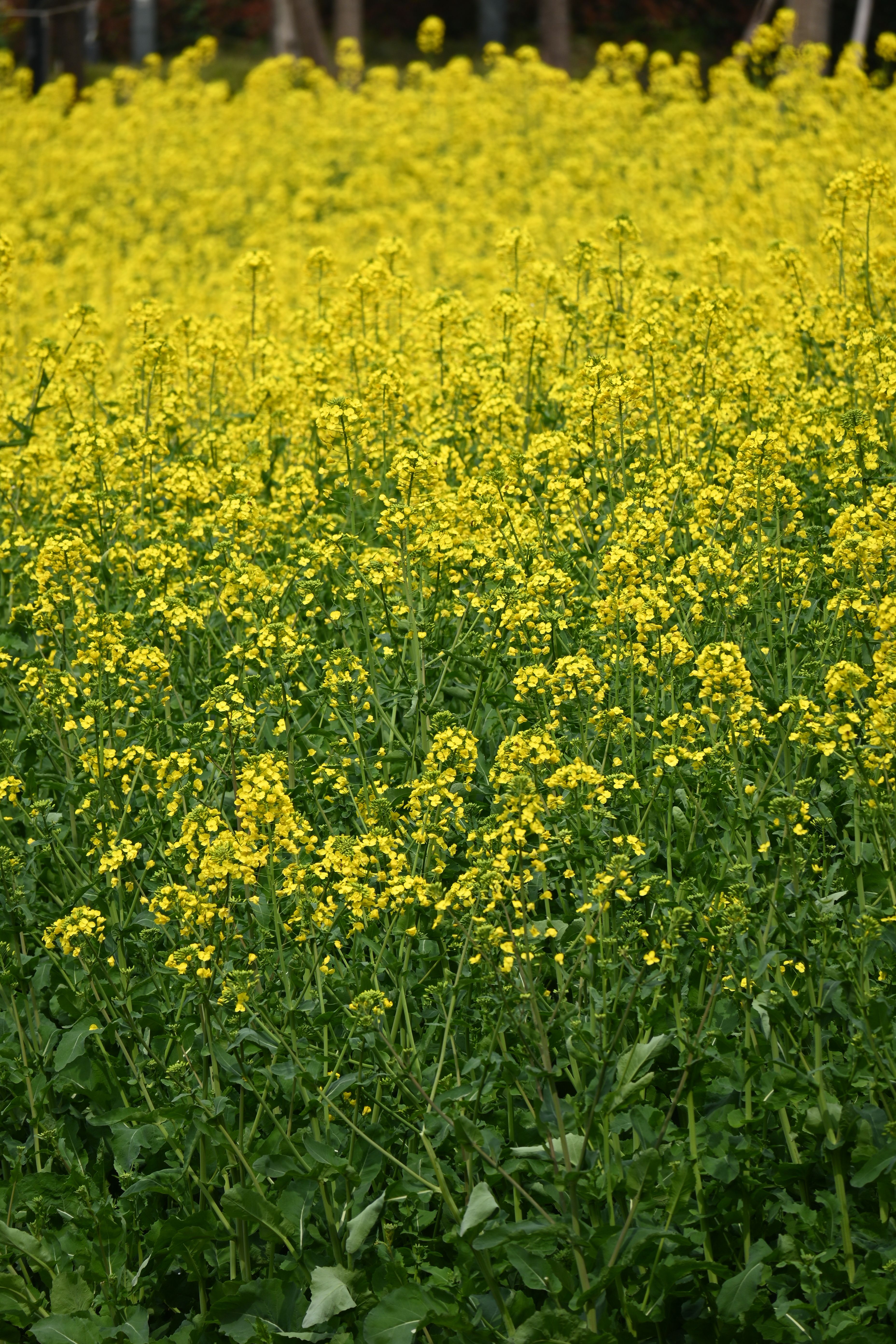 mustard biofumigant crop brassica green manure UK