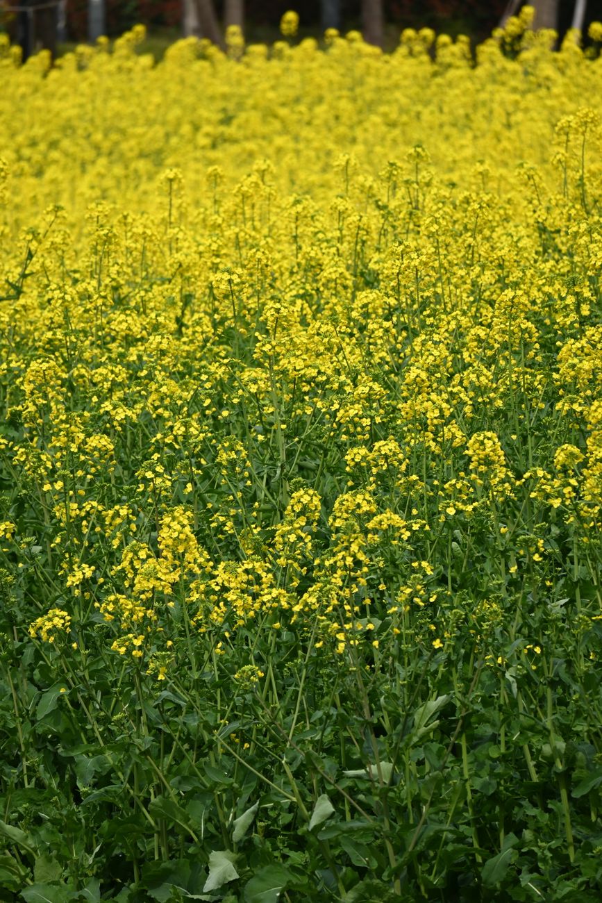 mustard biofumigant crop brassica green manure UK