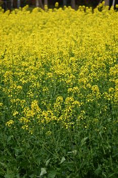 yellow mustard seeds