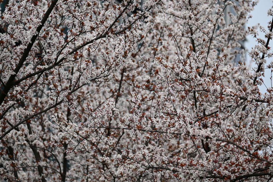 Spring in Ottawa Doesn't Feel Like a Reset: Here's Why
