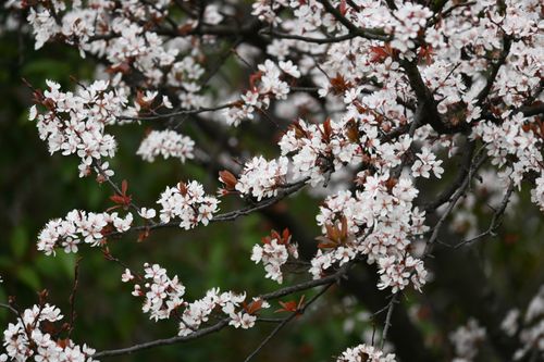 Free Stunning cherry blossom tree in full bloom outdoors, capturing the essence of spring. Stock Photo