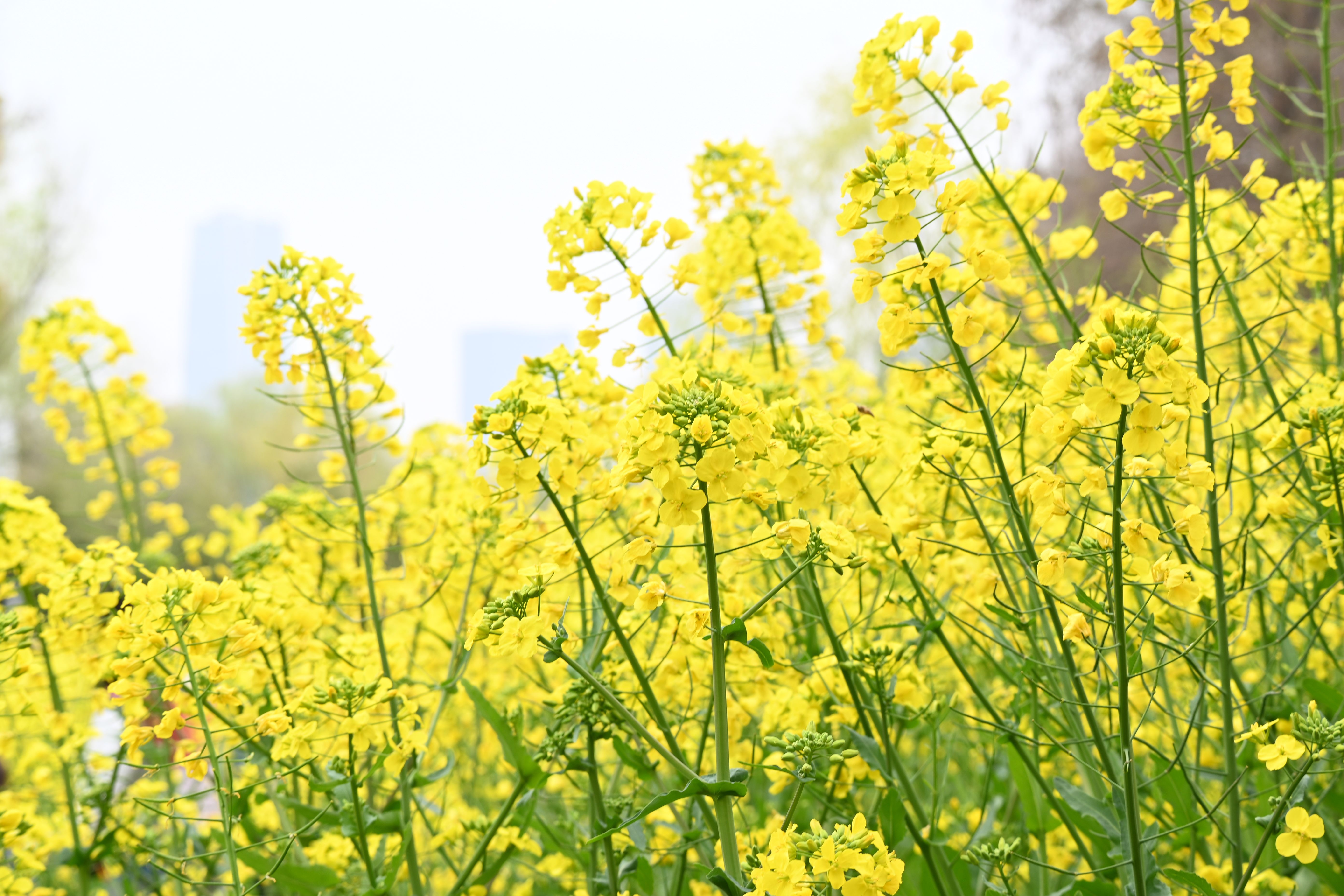 Wuyuan Jiangxi — Spring Rapeseed Flowers
