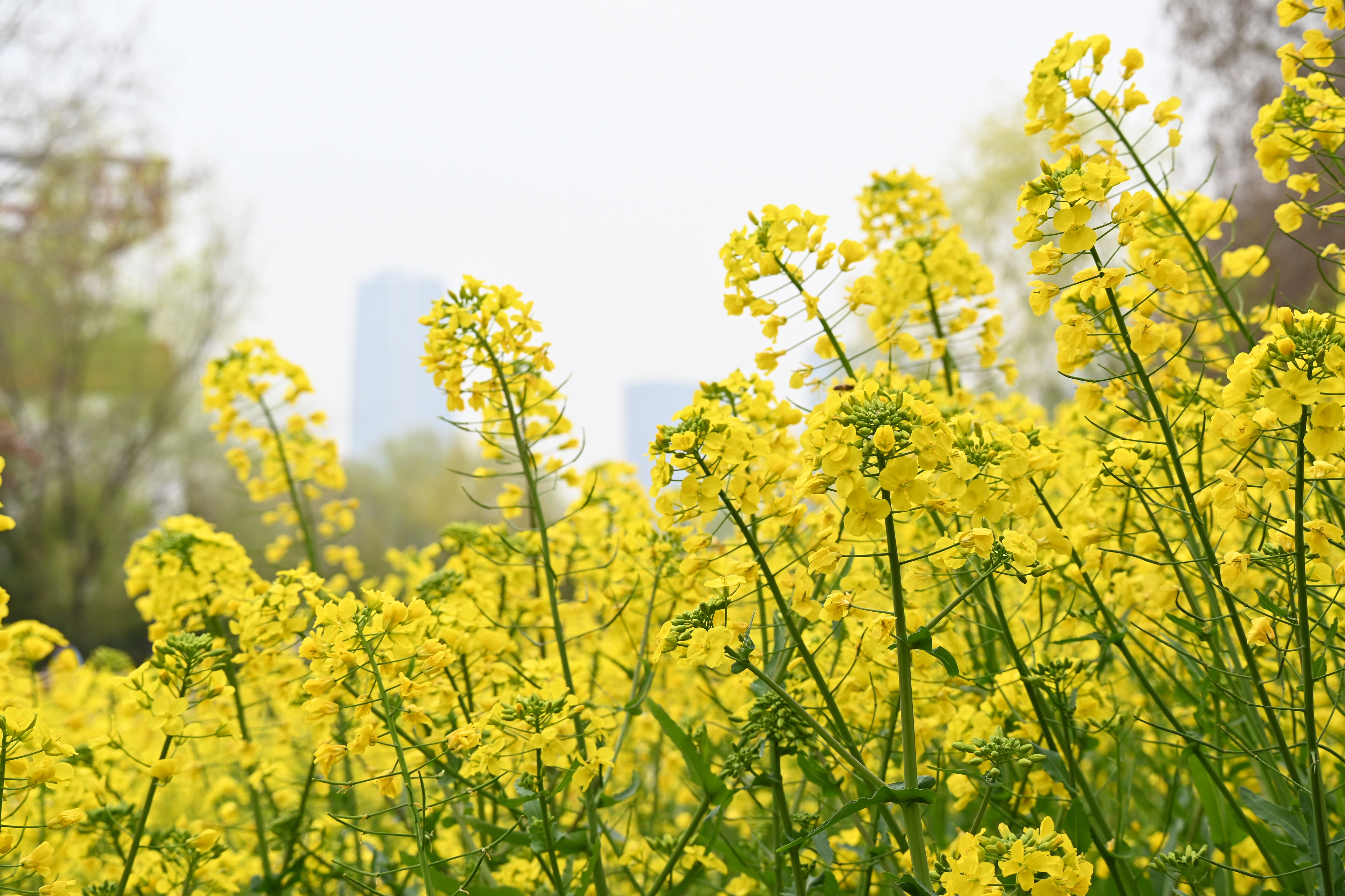Coinfecção fúngica e viral altera resistência de plantas em canola com diferentes defesas