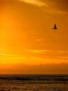 Vibrant sunset over the ocean in Cape Town with a silhouetted bird in flight.