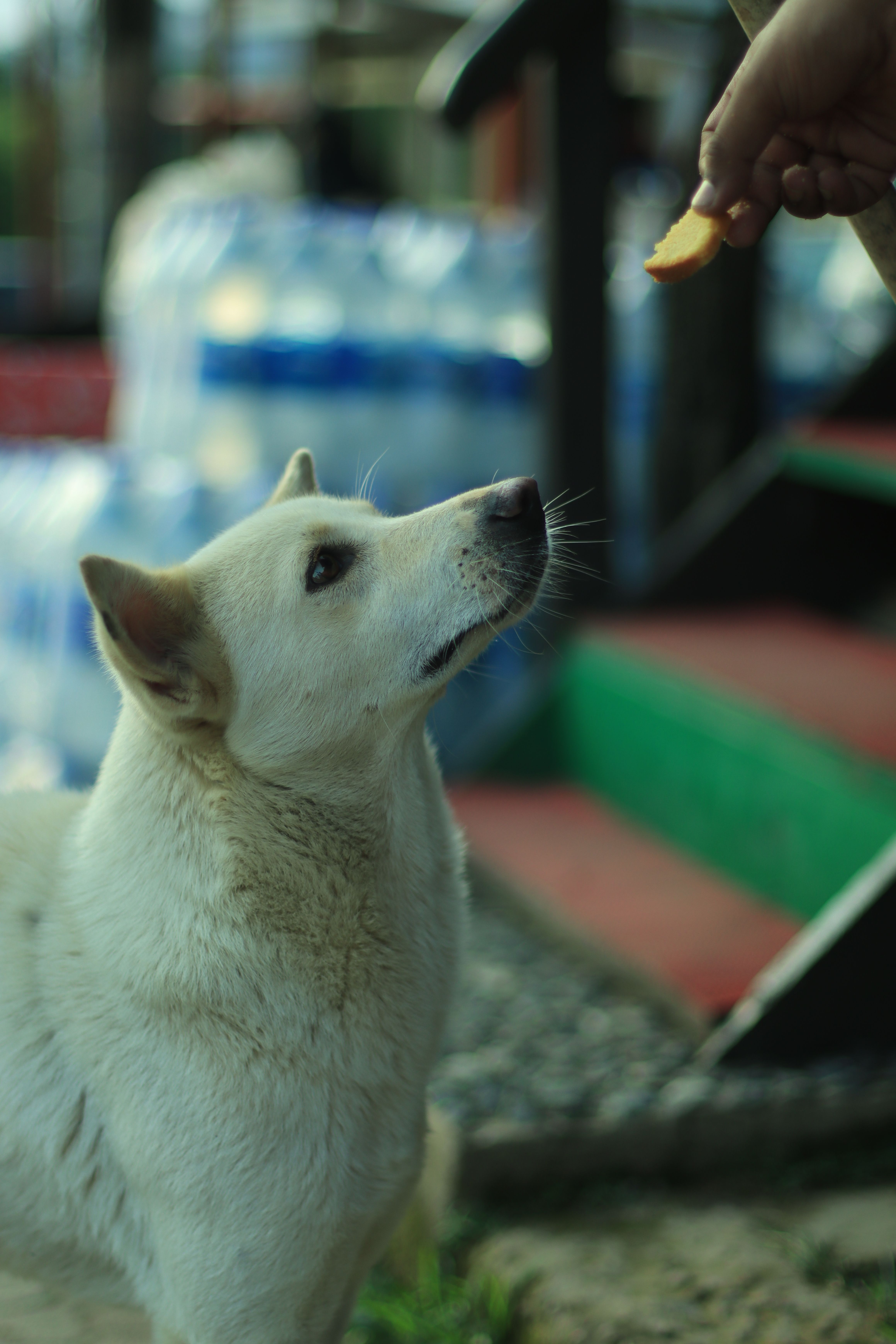 Dangerous Human Medicines for Dogs and Cats — What Never to Give Your Pet