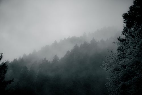 Free Dense fog enveloping a serene forest, creating a mysterious and moody atmosphere. Stock Photo