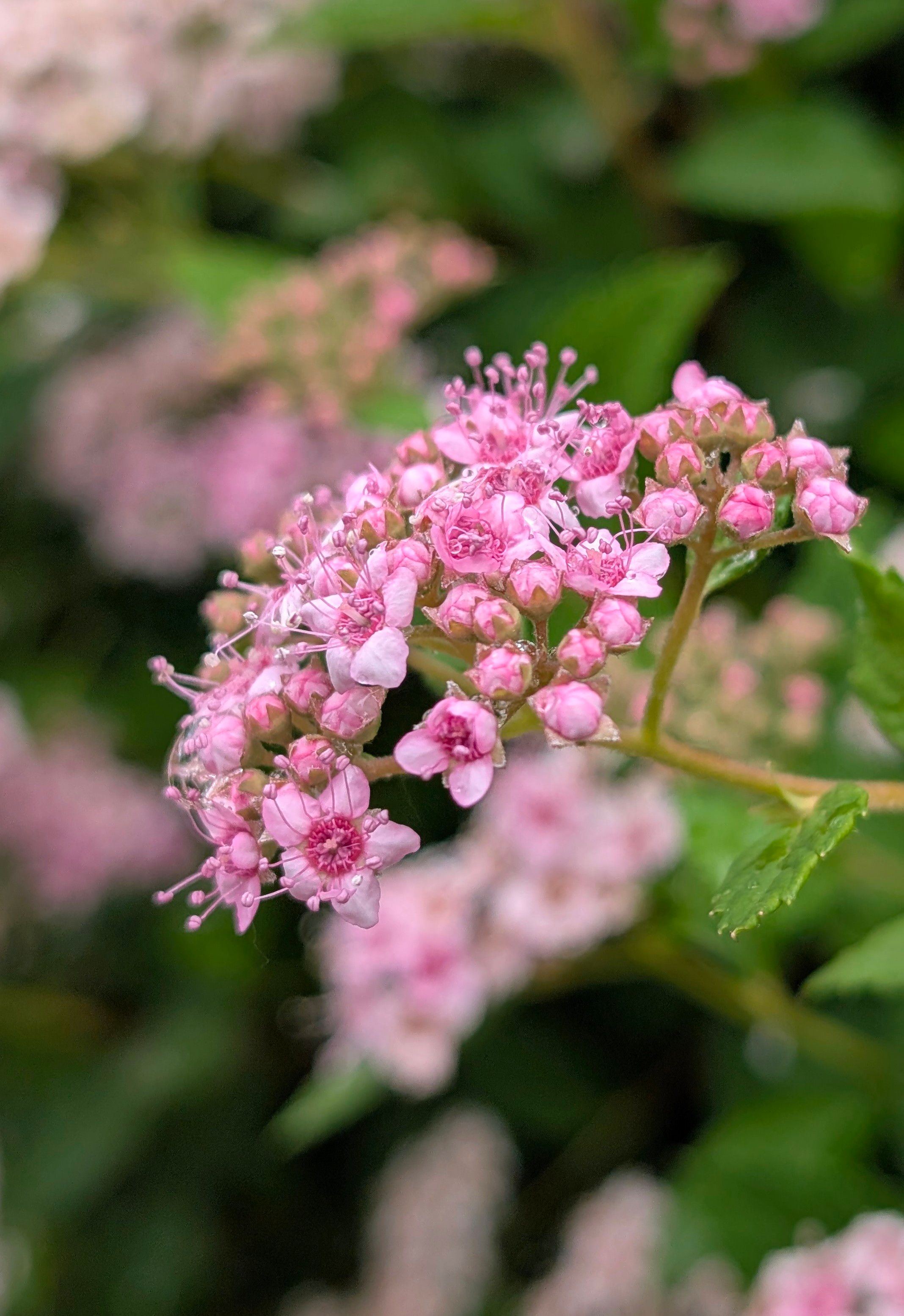 [ColoSach]-vibrant-pink-spirea-flowers-in-full-bloom-with-a-lush-green-background.