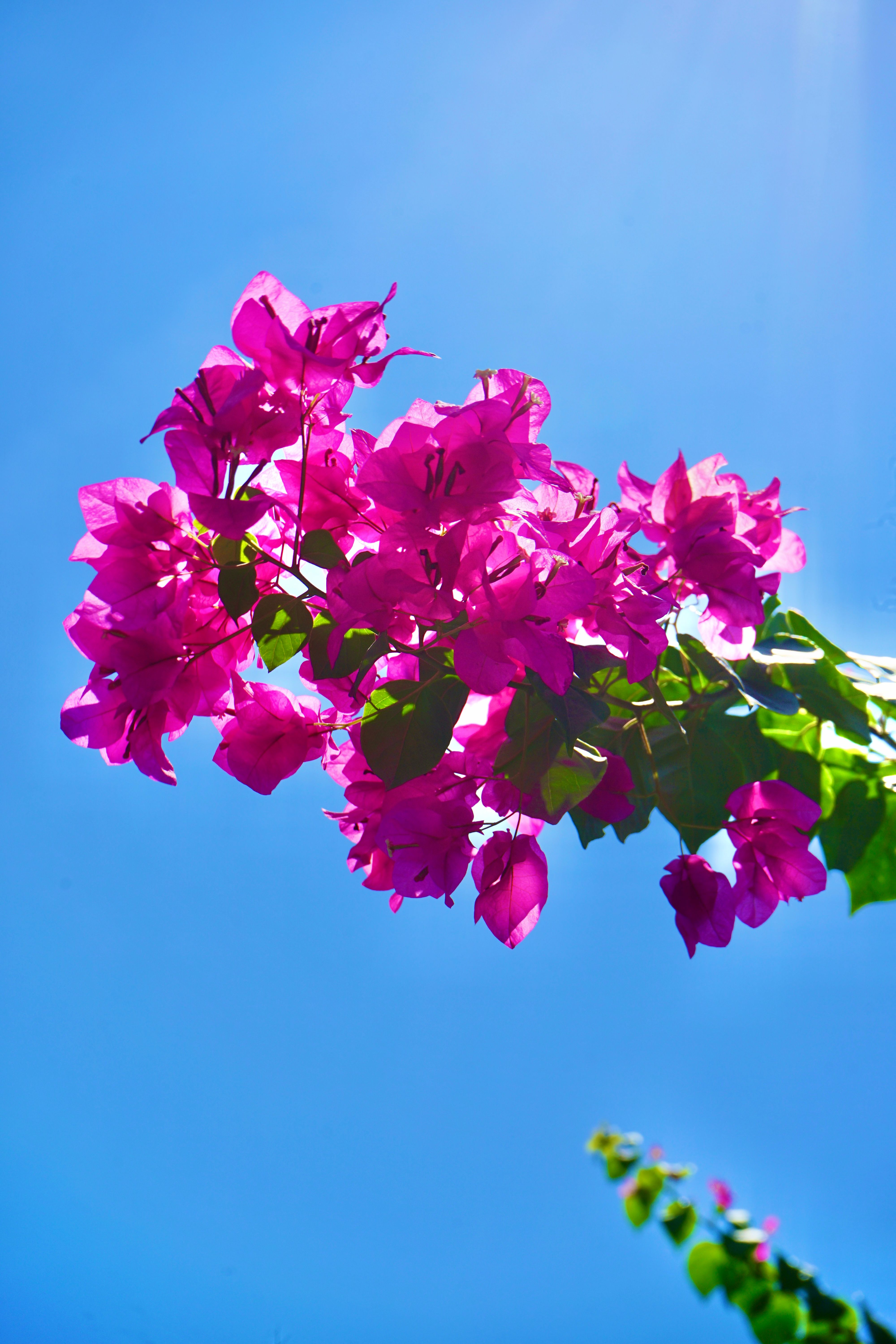 [ColoSach]-bright-pink-bougainvillea-flowers-in-full-bloom-against-a-clear-blue-sky,-symbolizing-tropical-beauty.