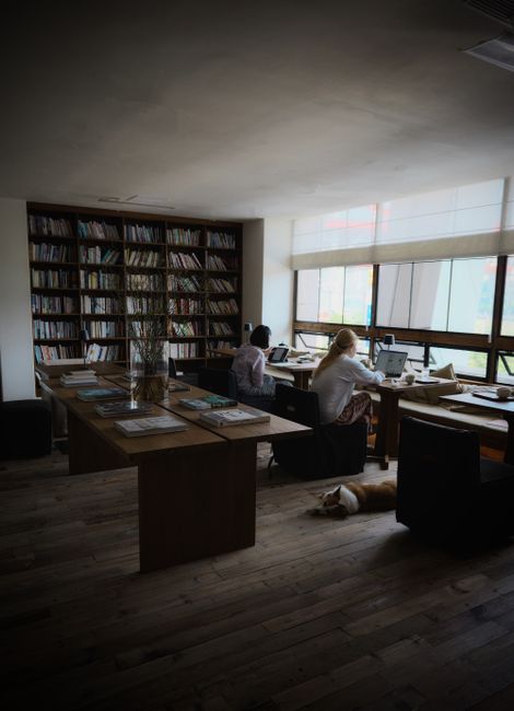 Cozy office library with people working on laptops, natural light streaming in.